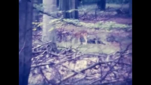 Κοπεγχάγη Δανία Απριλίου 1970 Δάσος Άγρια Ζώα Στη Δανία Δεκαετία — Αρχείο Βίντεο