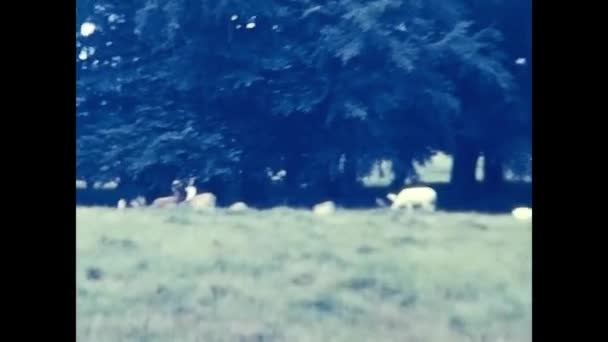 Copenhagen Dinamarca Abril 1970 Floresta Com Animais Selvagens Denmark Década — Vídeo de Stock