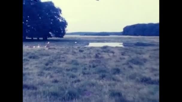Копенгаген Дания Апреля 1970 Года Лес Дикими Животными Плотной Зоне — стоковое видео