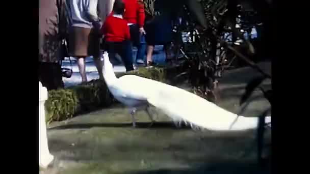 1960年4月18日 意大利 马吉奥尔 公园里的白色孔雀 游客60人 — 图库视频影像