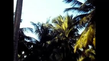 Maldivler, Hint Okyanusu 14 Ağustos 1985: 80 'lerin maldivlerinde günbatımında palmiye ağaçları