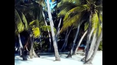 Maldivler, Hint Okyanusu 14 Ağustos 1985 Maldivler, palmiye ağaçları ve okyanus