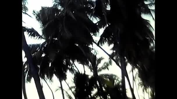 Maldivler Hint Okyanusu Ağustos 1985 Lerin Maldivlerinde Günbatımında Palmiye Ağaçları — Stok video