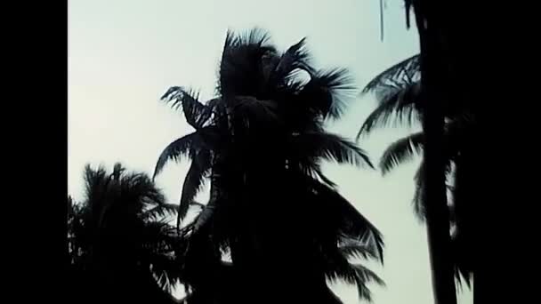 Maldivler Hint Okyanusu Ağustos 1985 Lerin Maldivlerinde Günbatımında Palmiye Ağaçları — Stok video