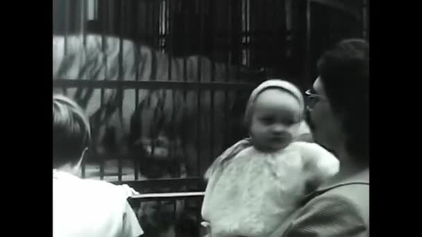 Milan Italia Mayo 1960 Mamá Bebé Zoológico Blanco Negro Años — Vídeo de stock