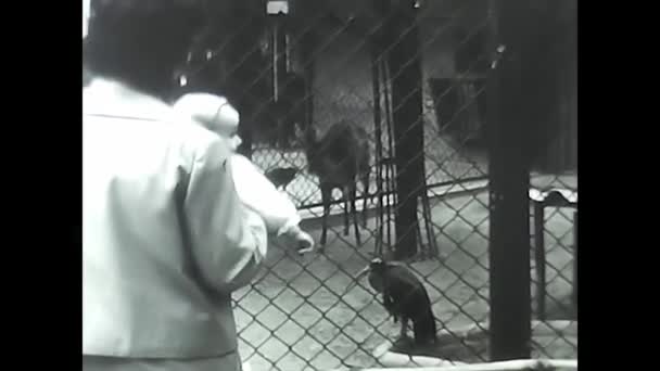 イタリアのミラノ1960年5月10日 黒と白の動物園の母親と赤ちゃん60年代 — ストック動画