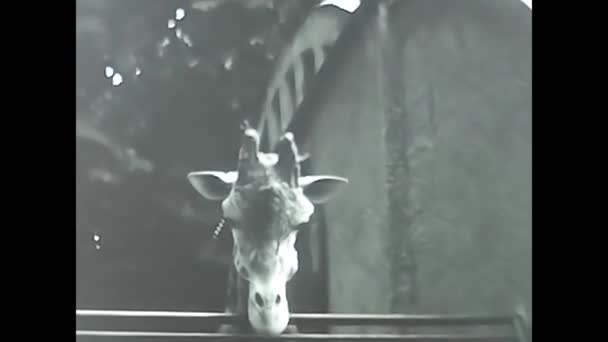 イタリアのミラノ1960年5月10日黒と白の動物園のキリンは — ストック動画