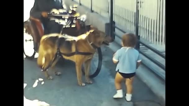 Forli Italy Може 1960 Неповносправний Чоловік Інвалідним Візком Його Собакою — стокове відео