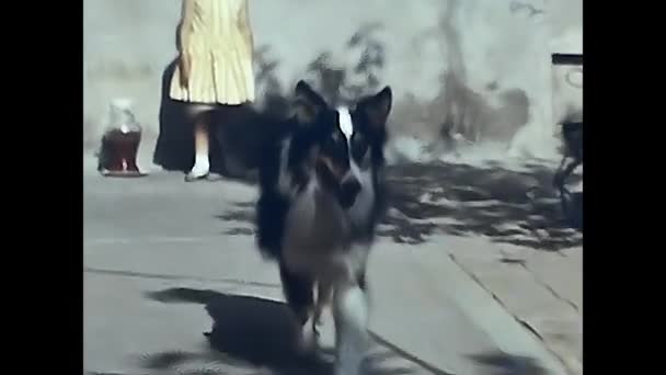 Forli Italie Mai 1960 Grand Mère Avec Petite Fille Chien — Video