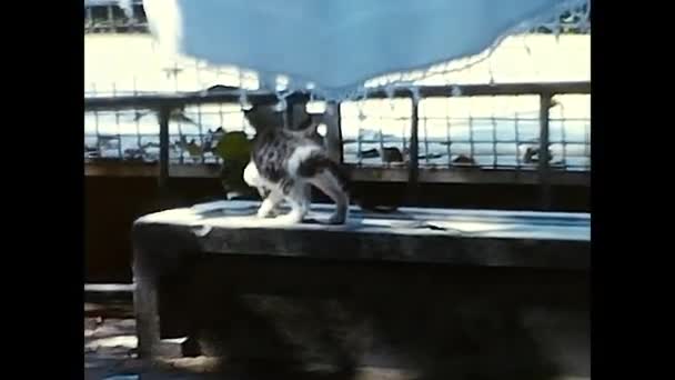 Forli Itália Junho 1960 Gatinhos Brincando Jardim Década 1960 — Vídeo de Stock