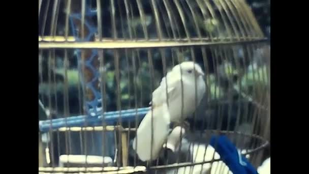 Forli Italský Pochod 1960 Bílý Pták Kleci — Stock video