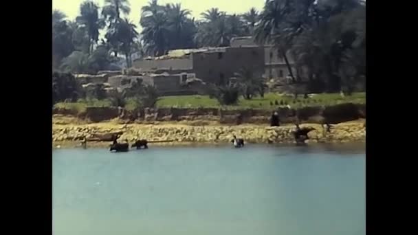 Luxor Egyiptom Február 1980 Partjai Egyiptomi Városok Nílus Folyó 1980 — Stock videók