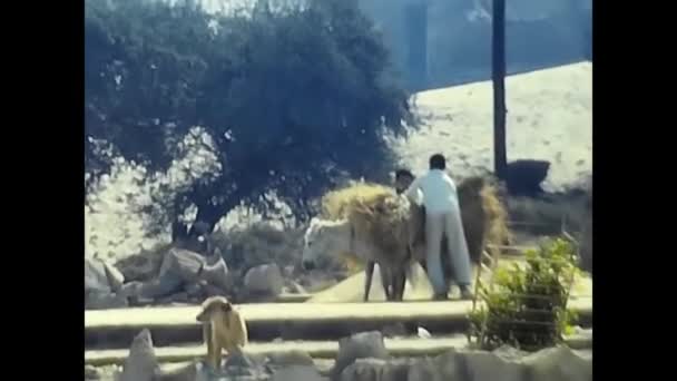 Luxor Ägypten Februar 1980 Ägypter Mit Maultier Zum Transport Die — Stockvideo