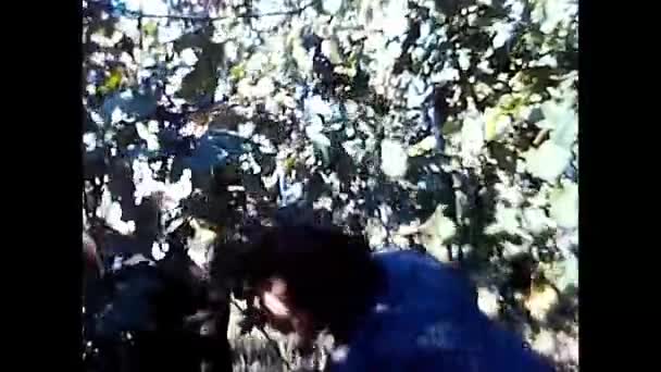 Novara Talya Eylül 1970 Lerde Kadınlar Üzüm Hasadı Sırasında Üzüm — Stok video