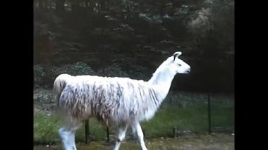 Palermo, İtalya 10 Mart 1974: 70 'lerde parkta hayvan lama