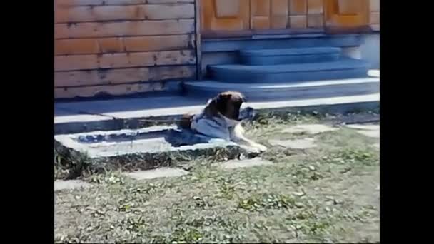 Vallese Switzerland May 1980 Bernard Dog Lying Ground 1980S — Video