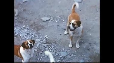 Vallese, İsviçre 16 Mayıs 1980: 1980 'lerde Valais' te başıboş köpekler