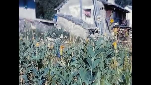 Trasquera Italy Juni 1960 Fjärilar Placerade Vegetation Från 1960 Talet — Stockvideo