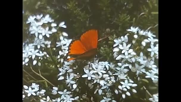 Trasquera Italy Juni 1960 Fjärilar Placerade Vegetation Från 1960 Talet — Stockvideo