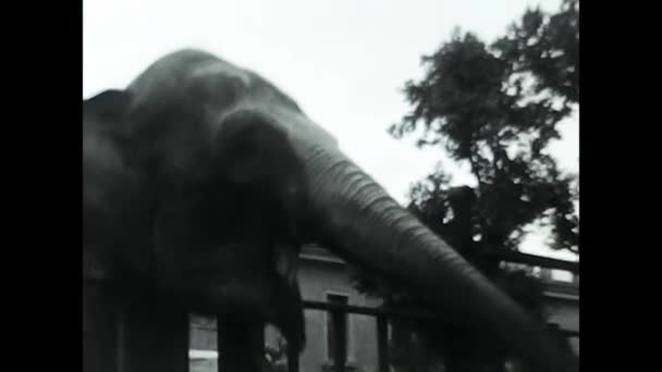Roma Italia Mayo 1950 Elefante Zoológico Blanco Negro — Vídeo de stock