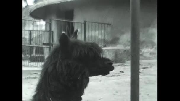 Roma Italia Mayo 1950 Llama Zoológico Blanco Negro Años — Vídeo de stock