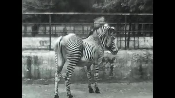 Roma Italia Mayo 1950 Cebra Zoológico Blanco Negro Desde Década — Vídeo de stock