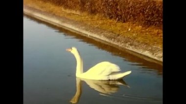 Roma, İtalya 20 Aralık 1960: 60 'ların parkındaki gölette kaz