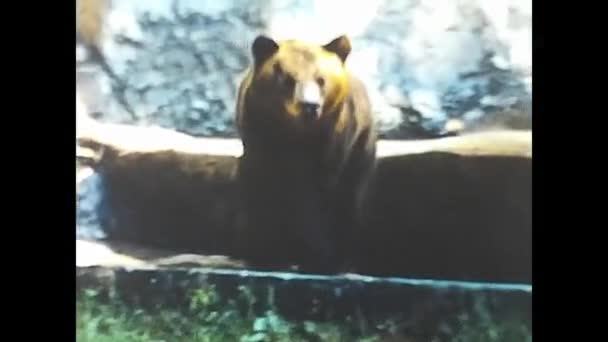 Rome Italië Mei 1960 Beer Dierentuin Park 60S — Stockvideo