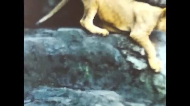 Rome Italy May 1960 Lions Cubs Zoo 60S — Stock Video