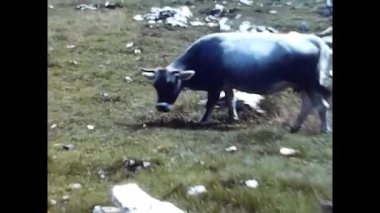 marmolada, Italy January 1960 : cattle grazing on the Marmolada mountains in the 1960s