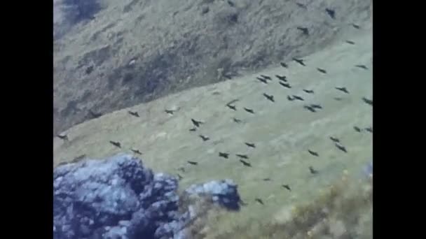 Marmolada Italy January 1960 Birds Prey Flying Marmolada Mountains 1960S — Vídeo de Stock