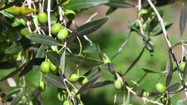 Yaz mevsiminde olgunlaşması için yeşil zeytin solucanları olan dal.