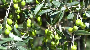 Yaz mevsiminde olgunlaşması için yeşil zeytin solucanları olan dal.