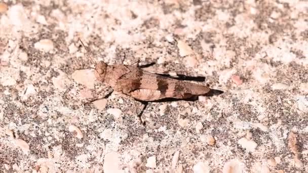 Oedipoda Pallidipennis Kahverengi Çekirge Ortopedi Böceği — Stok video