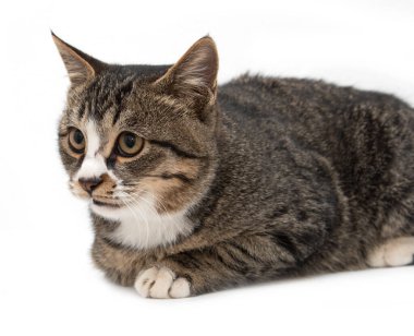 Beyaz arka planda benekli kedi