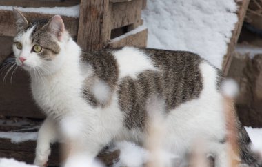 Karda gri lekeler olan beyaz kedi