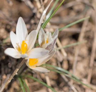 arkaplan olarak yaşlandırılmış Cilt