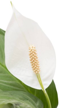 Uzun tokmaklı beyaz çiçek