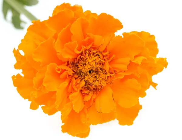 Orange Blomma Vit Bakgrund — Stockfoto