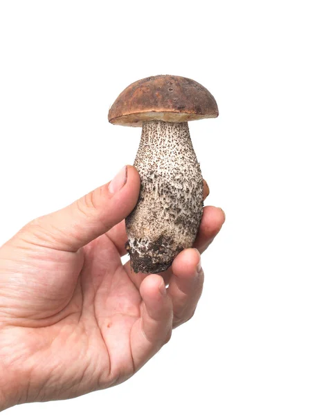 白色背景的蘑菇抱子莲 — 图库照片