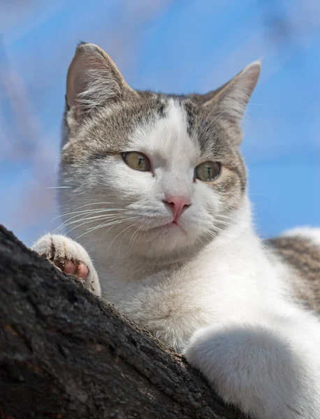 Gato Árbol — Foto de Stock