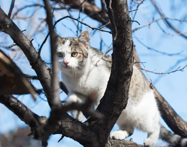 Gato Árbol — Foto de Stock