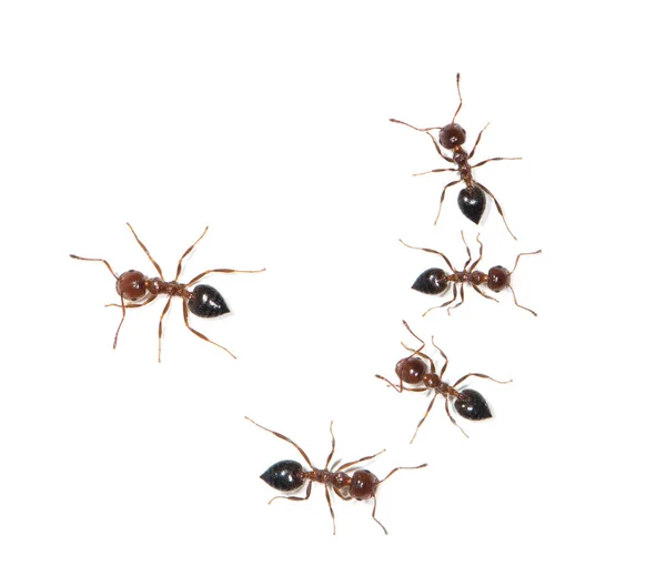 Ameisen Auf Weißem Hintergrund Stockbild