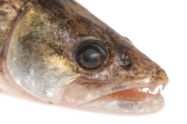 zander balık gözü beyaz arkaplanda