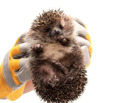 Kirpi beyaz bir arka planda.