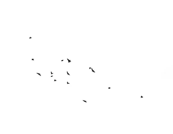 Silhouetten Van Vogeltjes Een Witte Achtergrond — Stockfoto