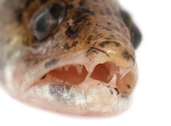 Zander Balık Gözü Beyaz Arkaplanda — Stok fotoğraf