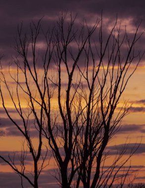 Arkaplan olarak gün batımında ağaç dalları