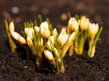 Arka plan olarak su püskürtme