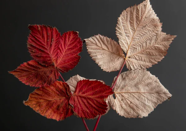 Podzimní Listí Černém Pozadí — Stock fotografie